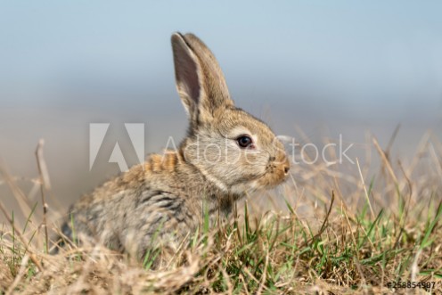 Picture of Rabbit hare while in grass